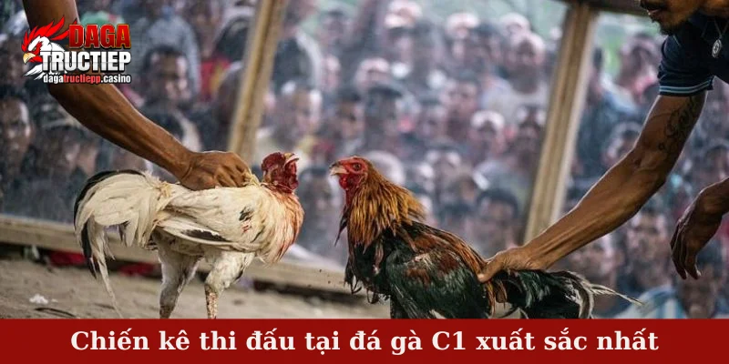 Đá gà C1 được cấp phép hoạt động tại Campuchia