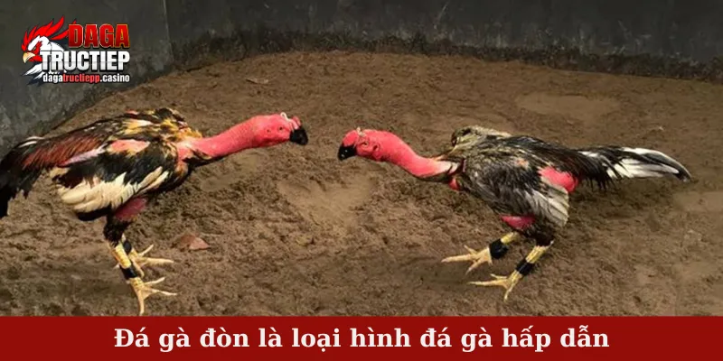 Đá gà đòn là loại hình đá gà hấp dẫn
