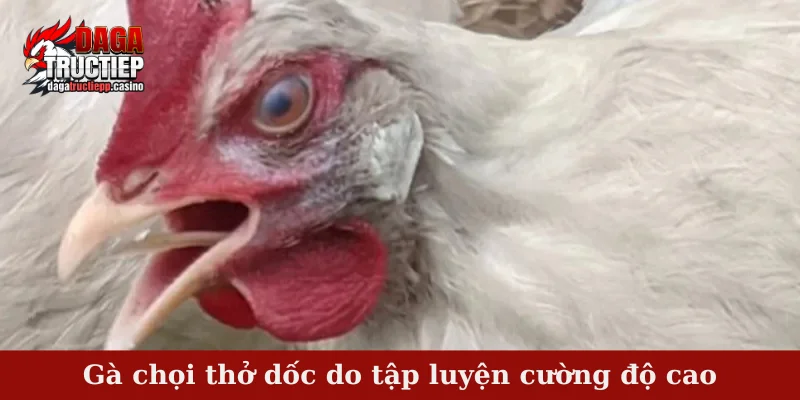 Gà chọi thở dốc do tập luyện cường độ cao