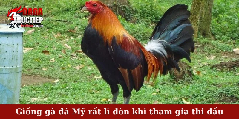 Giống gà đá Mỹ rất lì đòn khi tham gia thi đấu