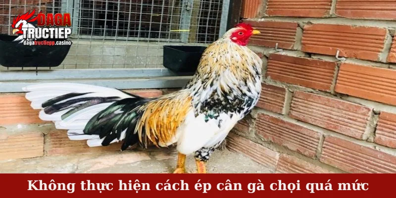 Không thực hiện cách ép cân gà chọi quá mức
