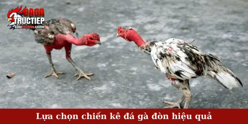 Lựa chọn chiến kê đá gà đòn hiệu quả