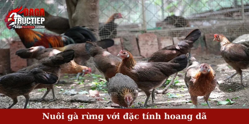 Nuôi gà rừng với đặc tính hoang dã