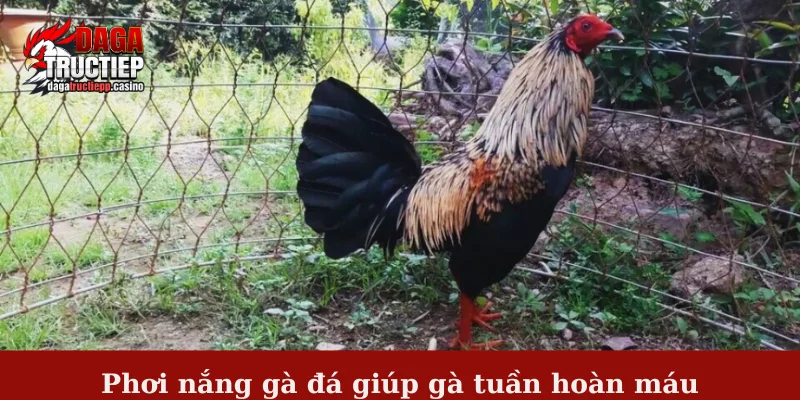 Phơi nắng gà đá giúp gà tuần hoàn máu