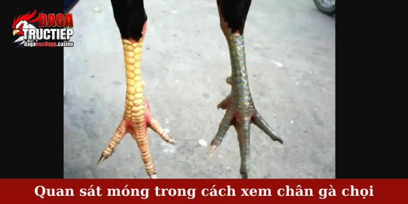 Quan sát móng trong cách xem chân gà chọi