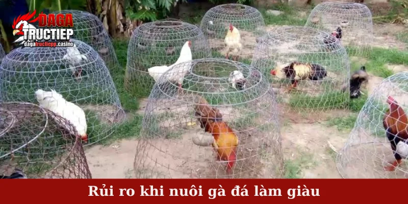 Rủi ro khi nuôi gà đá làm giàu