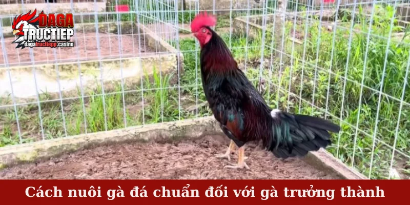 Cách nuôi gà đá chuẩn đối với gà trưởng thành