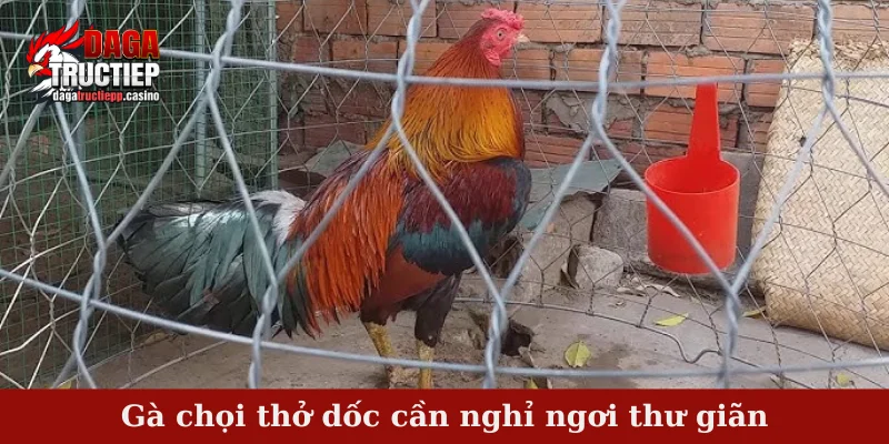 Gà chọi thở dốc cần nghỉ ngơi thư giãn