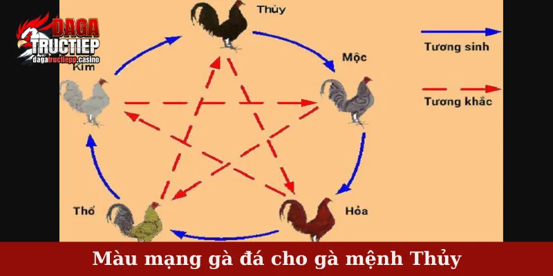 Màu mạng gà đá cho gà mệnh Thủy