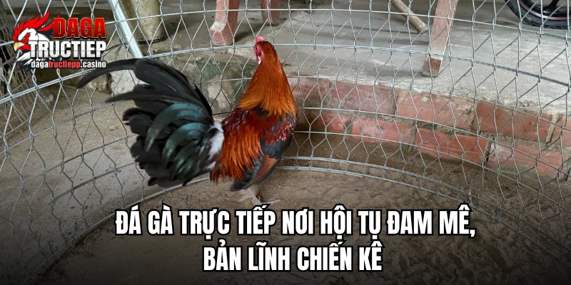 Các yếu tố tạo nên một trận đá gà trực tiếp